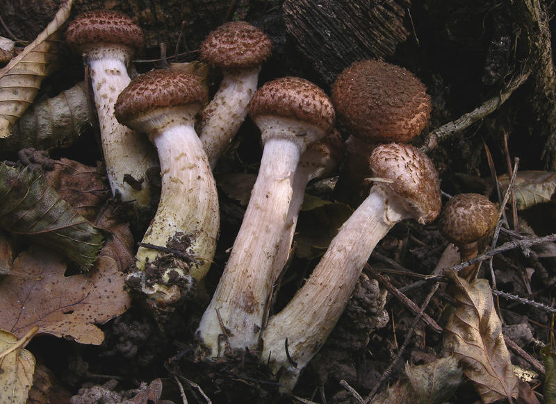 Facili,meno facili...per allenamento...